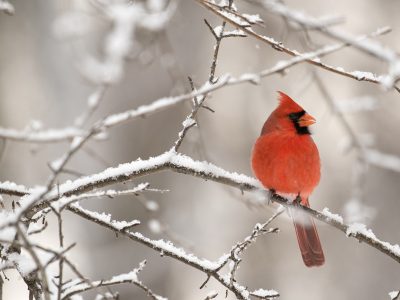 cardinal