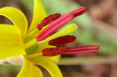erythrone d'amérique - erythronium americanum (1) OK (Medium)