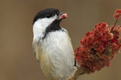 mesange-a-tete-noire_IMG_0422
